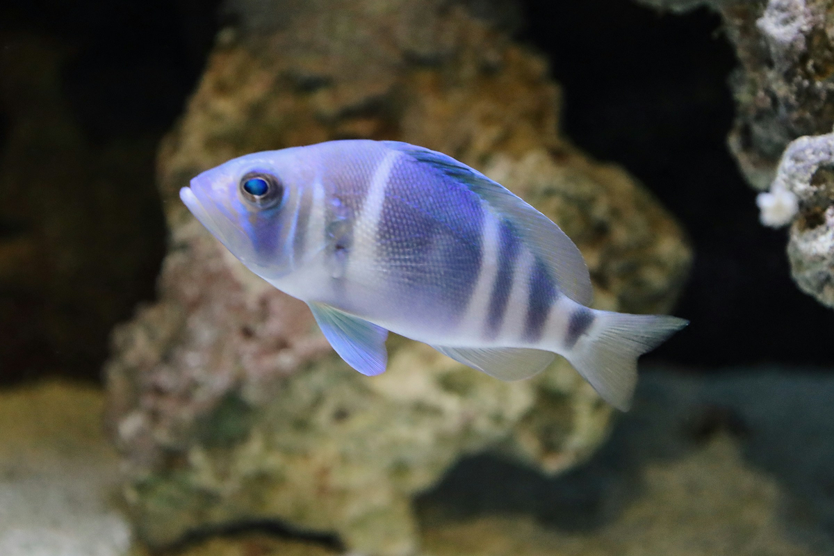 Blue Ram